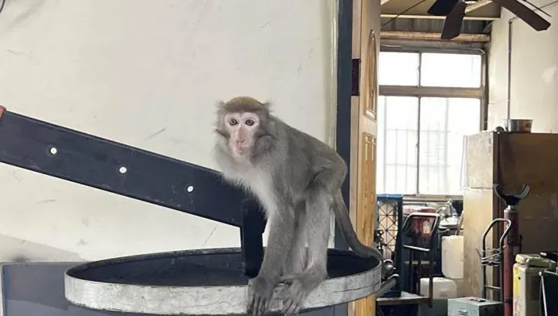 龍潭汽修廠驚現斷臂猴！員工求救在線等　網笑：牠驗好車就會走