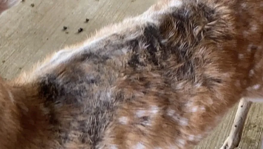 影/飼料長蛆、皮膚爛！高雄景觀農場遭控虐待動物　前員工曝慘況