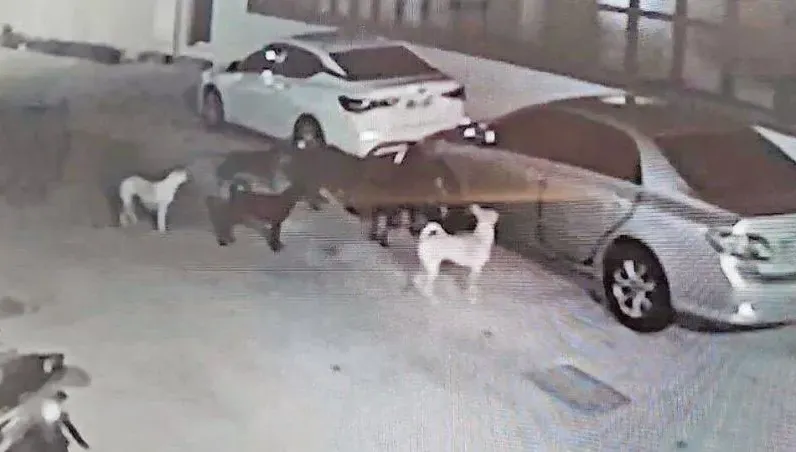 半夜愛車擋泥板遭破壞　憤而抓兇竟是「牠」成群犯案