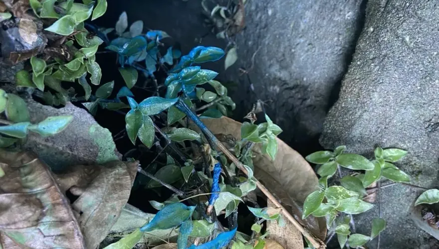基隆大武崙溪出現「藍眼淚」！不明污染物竟是油漆釀禍　廠商遭罰3萬元