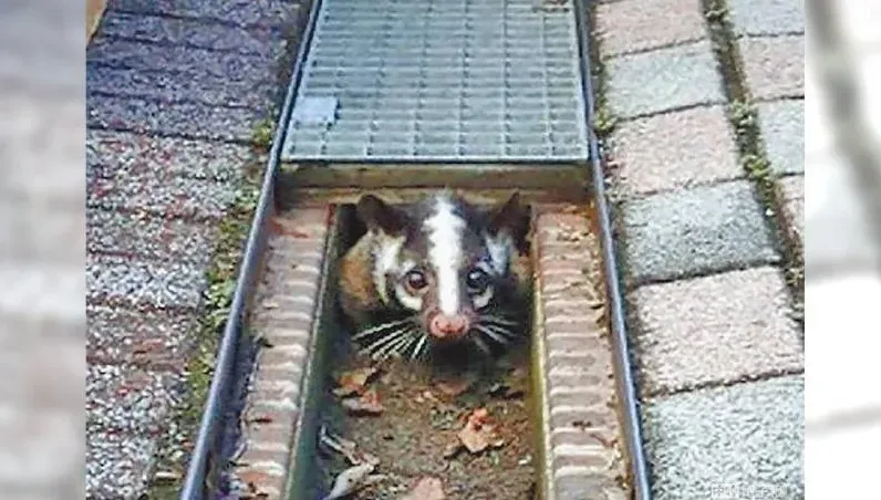 台大校園「地獄三頭犬」咬死白鼻心！學生悲痛控訴：對動保團體失望透頂
