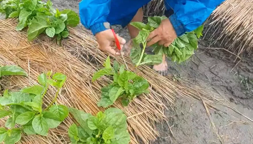 杜蘇芮民生/青蔥、韭菜花飆破百元！菜農收菜護心血　菜價預計「這天回跌」