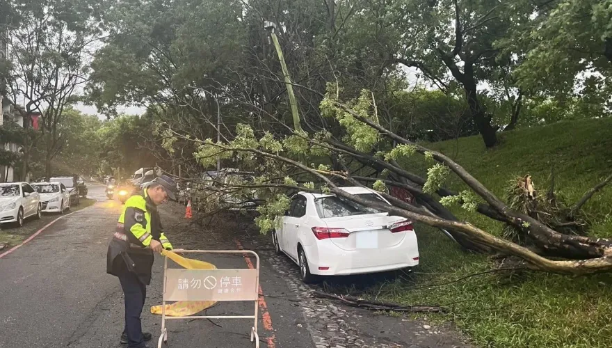 杜蘇芮災情/宜蘭市路樹遭強風吹倒　壓自小客車遭幸無人傷