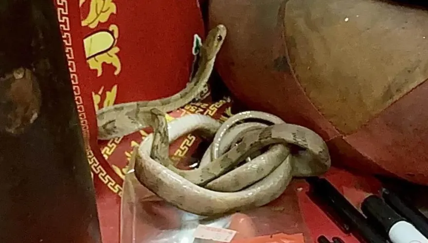南投天受宮「端午靈蛇」今年終於報到！遲到快1個月颱風天赫然現身