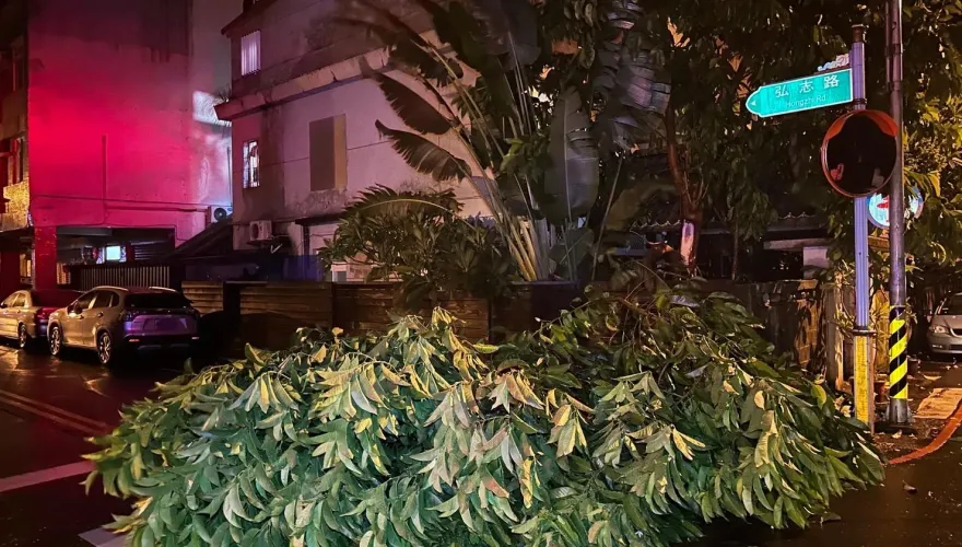杜蘇芮災情/宜蘭路樹倒塌頻傳　警急交管移置幸未釀傷亡