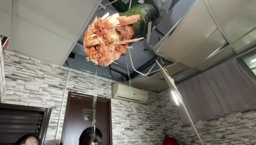 杜蘇芮災情/驚悚插到客廳！基隆邊坡大樹整根「捅」進民宅　幸無傷亡
