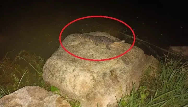 「鱷魚出沒」高雄凹子底公園！農業局「找嘸影」：會加強巡邏