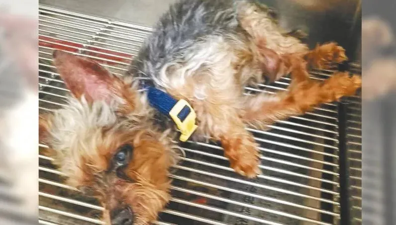 高雄天兵飼主以為愛犬身亡　裝袋丟水溝「全網開轟」！違反動保法開罰