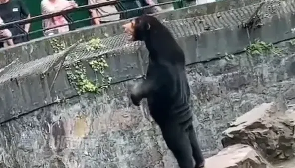 影/工讀生假扮的？黑熊賣萌互動「太像真人」　動物園無奈揭真相