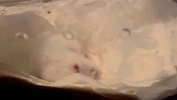 加州非法生物實驗室　藏上千隻攜帶新冠病毒老鼠！至少20種潛在傳染源