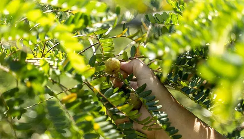 油甘果乾你吃過嗎？已在台灣300年卻很少人知道　農糧署：有生津止渴作用