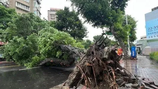 卡努災情/士林「大樹突倒塌」！地磚爆裂雙向管制中