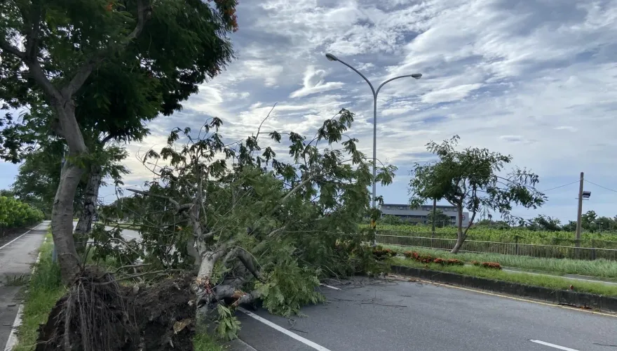 卡努災情/台東吹焚風高溫36度！路樹連根拔起　驚險畫面曝光