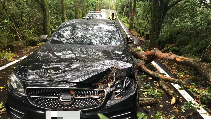 卡努災情/三芝路樹倒塌來不及閃　賓士車頭遭大樹壓毀