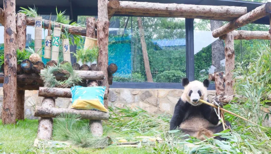 影/23歲了！旅美貓熊「丫丫」返陸首慶生　動物園送特製「壽桃蛋糕、瑞鶴圖」