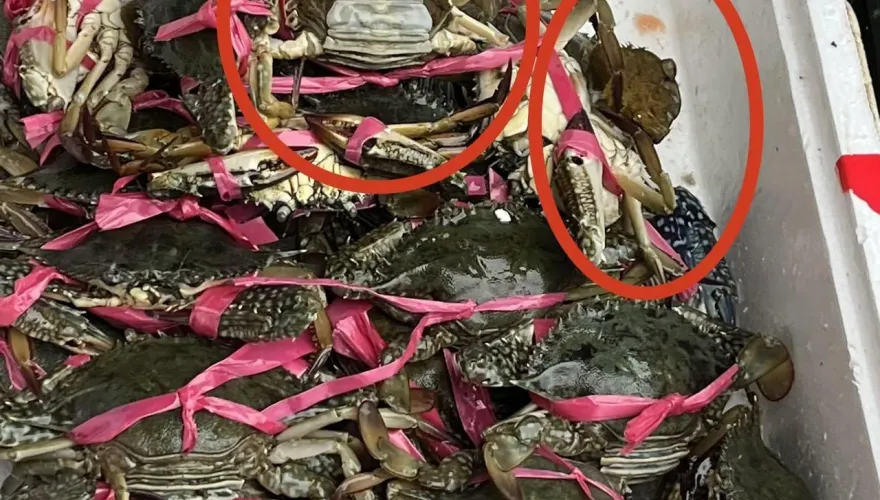 影/員林華成市場賣抱卵母蟹　2無良攤商嘴辯：「不知道不能賣」