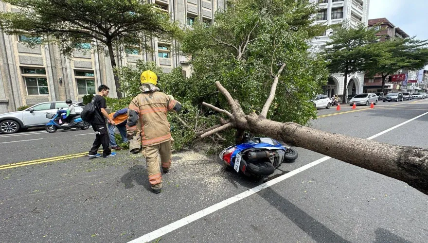 影/禍從天降！台南路樹遭強風摧殘突倒塌　騎士經過遭重砸