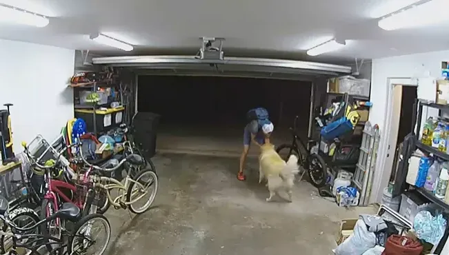 影/傻賊入室行竊遇黃金獵犬翻肚撒嬌　竟大方停留擼狗告白「我也愛你」