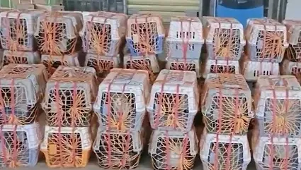 影/男子捨不得丟下寵物　帶著「67隻貓狗」橫跨3400公里搬家