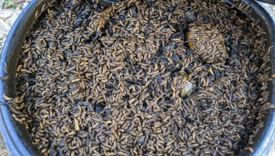 嚇壞！臉部黑點拖10年變10cm腫塊飄腐臭味！醫驚見「蛆蟲蠕動」