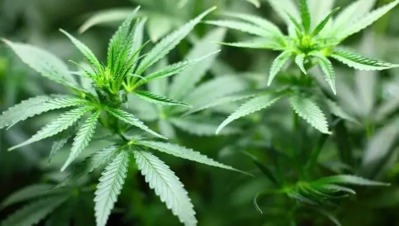 大麻人口白領化、年輕化？衛福部推「戒癮方案」未成年人每年補助4萬