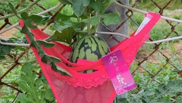 全台最性感西瓜在雲林！穿蕾絲內褲吊掛空中　果農：透氣佳、日照更均勻