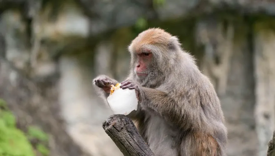 動物也吃冰消暑！北市動物園「冰工場」開幕　「吃播時間表」一次看