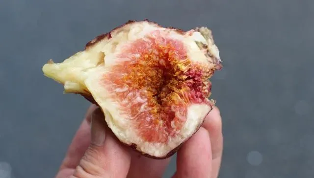 無花果看起來好可怕！營養師曝「6好處」別看著它吃就好