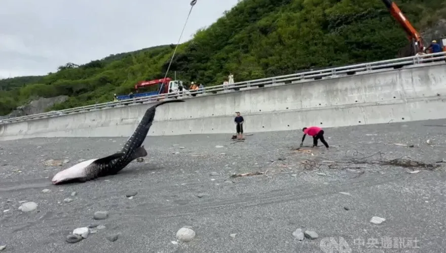 南迴公路旁海灘　5公尺長鯨鯊擱淺死亡