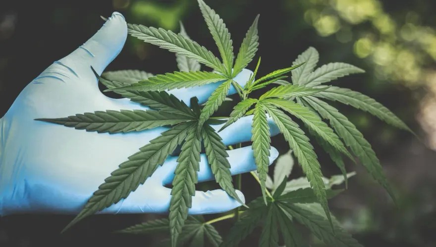 新竹男「把家變毒品廠」！狂種9公斤大麻…還擁「3000顆」種子　下場超慘