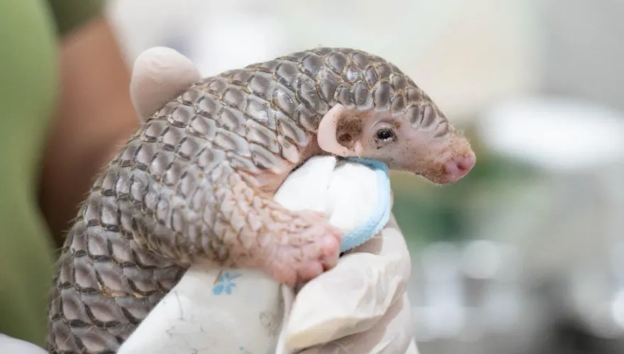 北市動物園「穿山甲生了」！寶寶今滿月「圓滾滾亮相」超萌