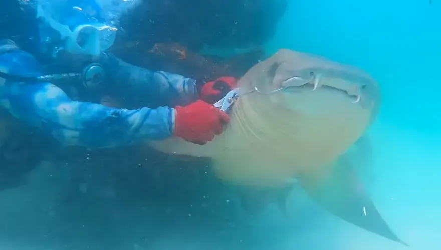 影/鯊魚誤咬魚鉤受困海底　潛水教練勇敢出手救
