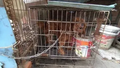 彰化嚴重虐犬事件？紅貴賓跛行毛髮打結　和米克斯「關生鏽鐵籠餵廚餘跟青苔水」