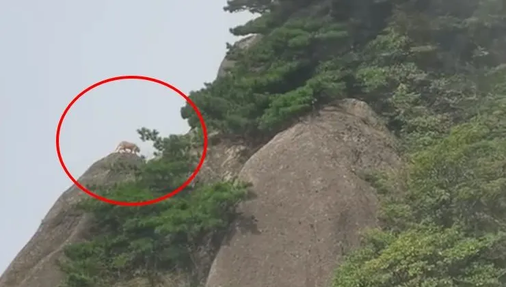 影/遊客到黃山拍下「雲豹」身影好興奮　專家一看秒潑冷水：這是大橘貓啦！