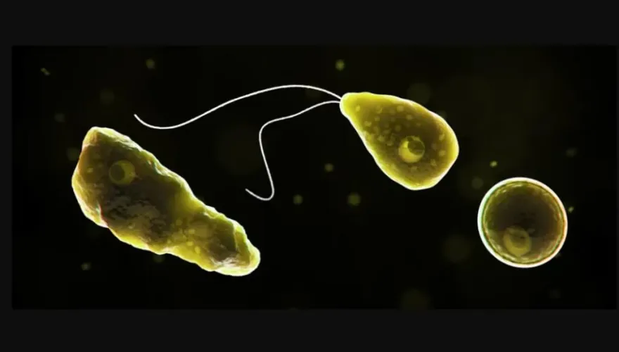 新北食腦蟲親水設施「水質檢驗」結果　最快今天公布