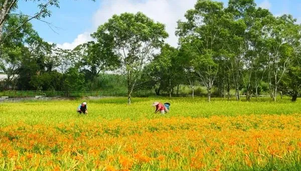 愛在七夕/花蓮金針花季開跑　六十石山、赤科山綻放金色花海