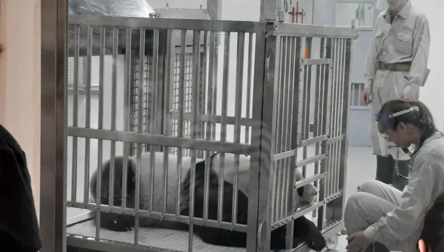 大貓熊圓圓「訓練到一半落跑」！保育員尷尬恭請回來　超萌畫面曝光