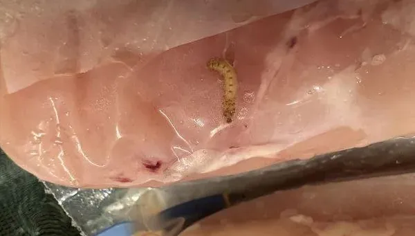 快訊/不只乾酪 !好市多再出包！雞胸肉上竟有肥美小蟲？網友:腐爛才會有蟲