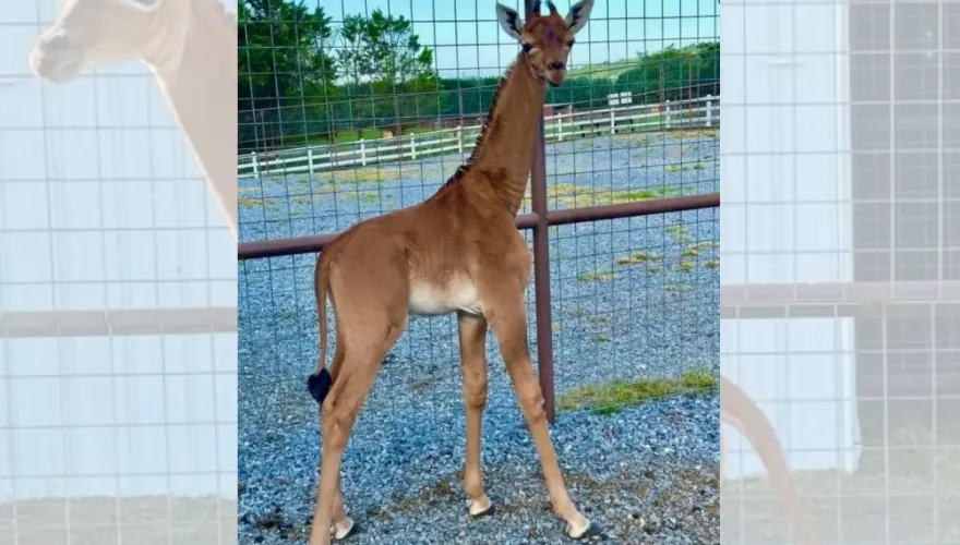 美動物園誕生罕見無網紋長頸鹿　專家：地球上可能僅此一隻