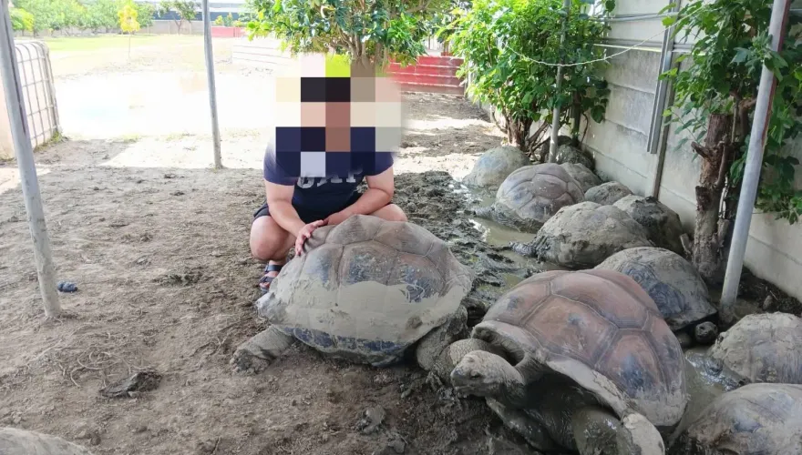 影/台南龜園15隻保育類「亞達伯拉」遭竊　警衝台中賊窩逮慣竊…救回象龜