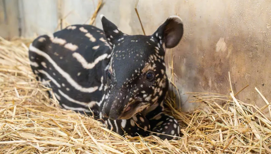 馬來貘寶寶滿月啦！台北市立動物園「徵名活動」開跑