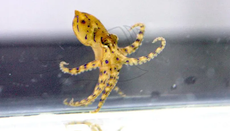 比眼鏡蛇毒50倍！澎湖發現「藍環章魚」　數分鐘內可殺26個成年人