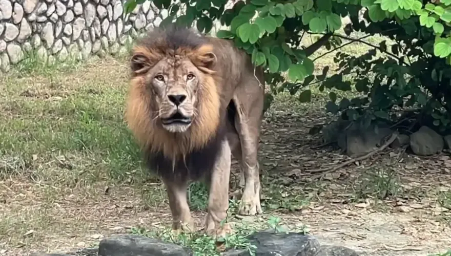 最準時的打卡鐘！壽山動物園獅子「每天4：50」互提醒下班　大貓呢喃影片曝