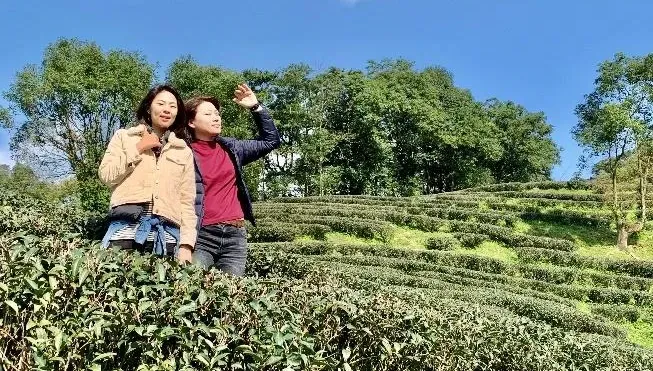 健康飲品新選項！用台灣在地農作打造活菌康普茶