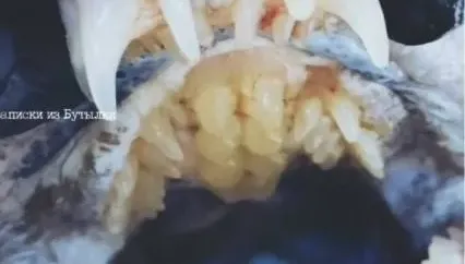深海怪魚「狼鰻」現蹤　口內滿滿尖牙連上顎都整排長齒