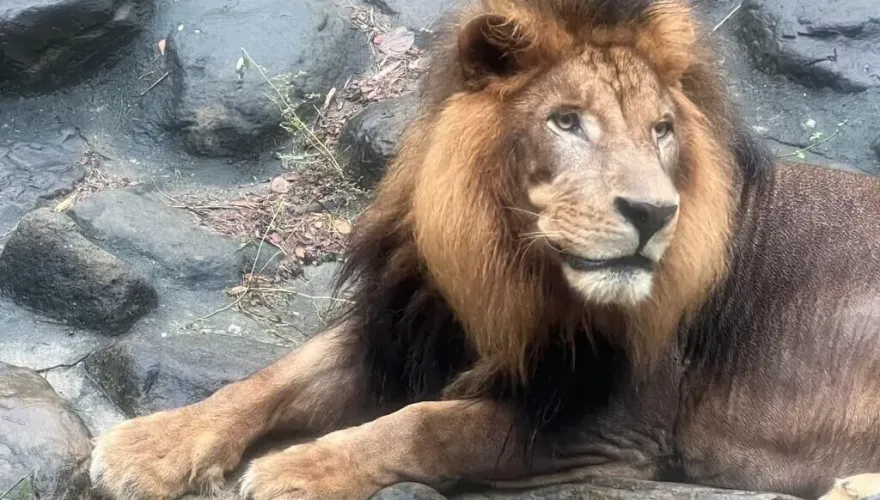 影/大貓超療癒！獅子關園前「獅吼像狂催促」　壽山動物園遊客笑：想下班了