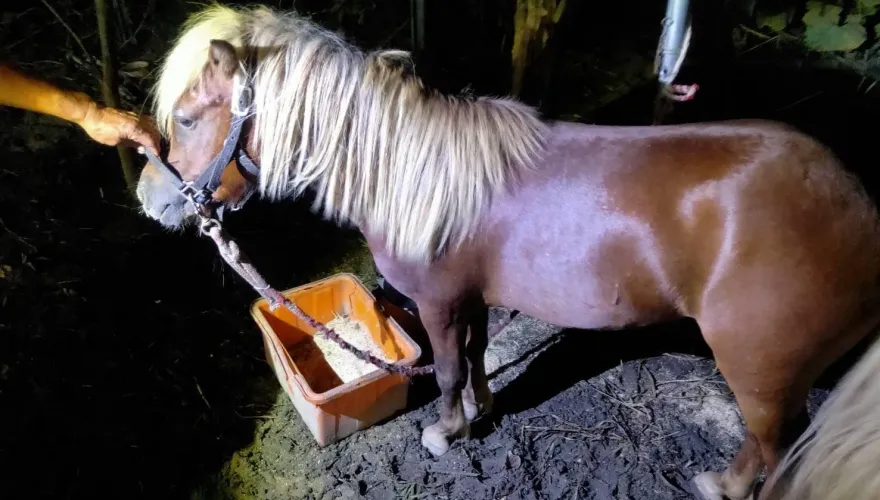 影/有馬片！壯圍脫韁公馬奔馳大街　轎車遭撞「鈑金凹」、飼主不願賠