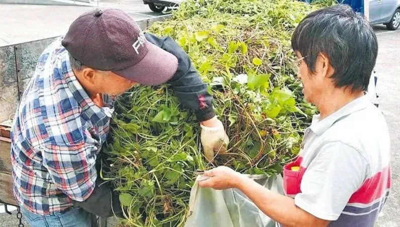 剷除植物殺手！苗栗縣府每公斤5元收購小花蔓澤蘭