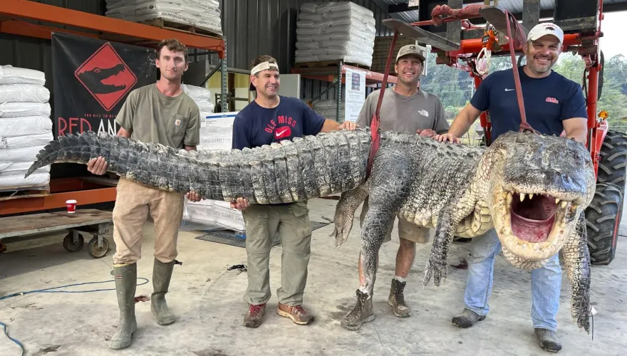 美國密西西比州出現「360公斤超巨鱷魚」　4名獵人耗時7hr成功抓上岸