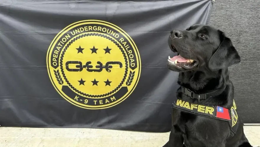 台灣首隻電子產品偵測犬！掛國旗在美結訓　手機硬碟都聞得到
